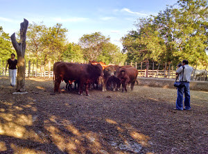 Nicaragua Viewing Bulls