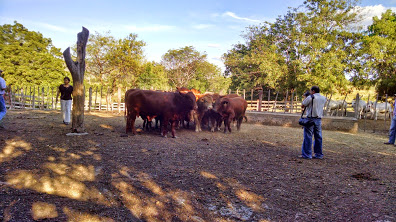 Nicaragua Viewing Bulls