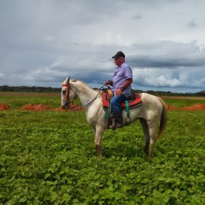 Panama Riding Horse