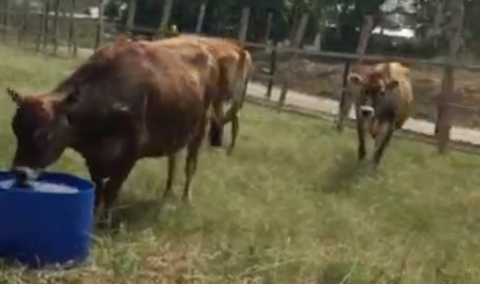 Heifers Released From Quarantine In Trinidad