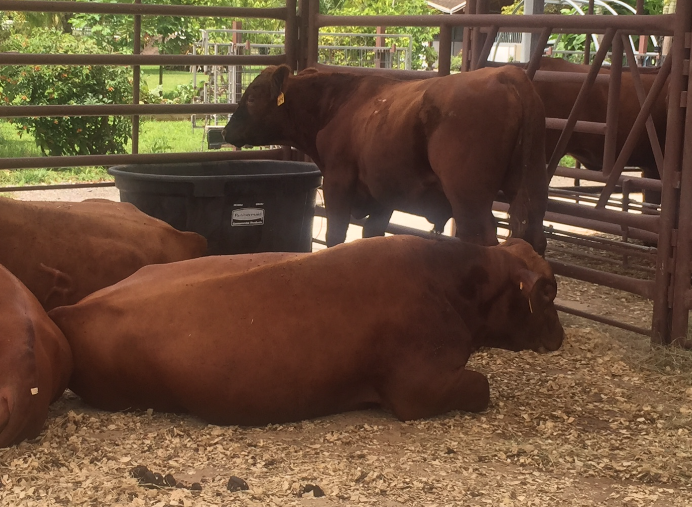 Red Angus Shipped To Belize