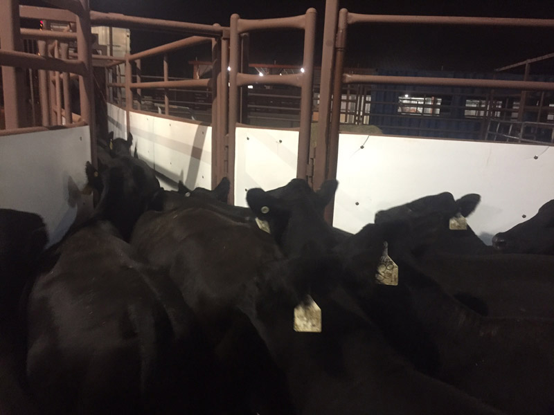 4th Shipment Of Angus Cattle To Barbados