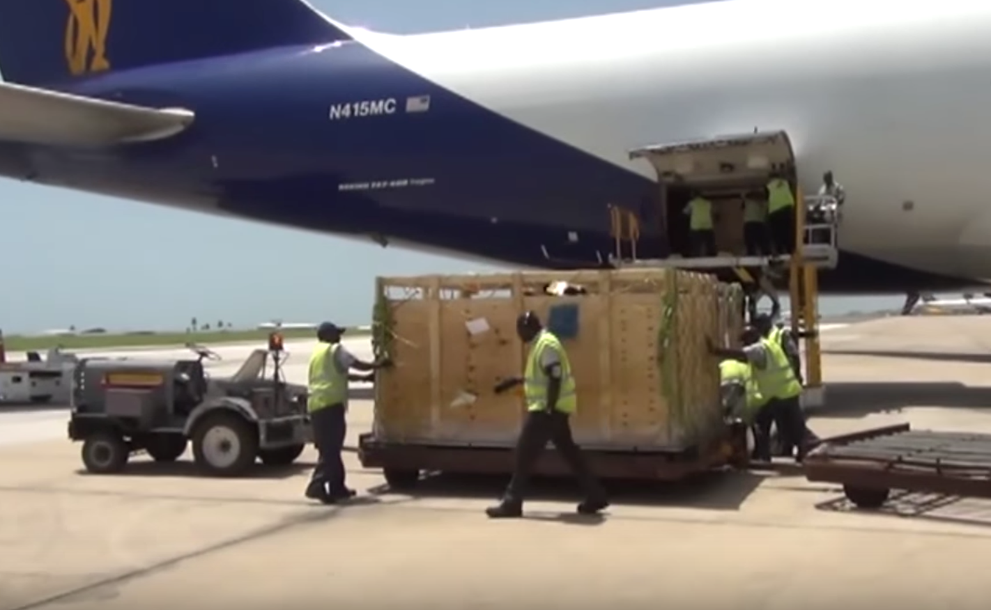 International Shipment Of Cattle To Barbados