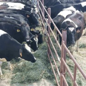 Florida Dairy Cattle Delivered To Panama